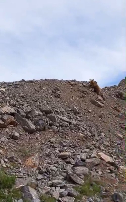 Hakkari'de dağda önce 1 tanesi çıktı hemen arkasından 2 tanesi daha belirdi. Türkiye'de yakında 1000'lercesi her yerden çıkacak - Resim: 4