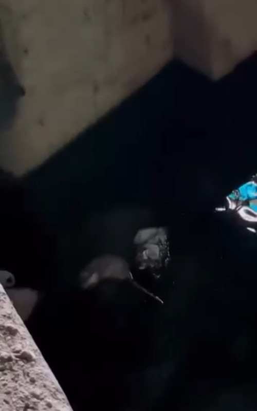 Hakkari’nin Yüksekova ilçesinde derede o nadir hayvan fark edildi! Vatandaşlar hemen kayda aldı - Resim: 5