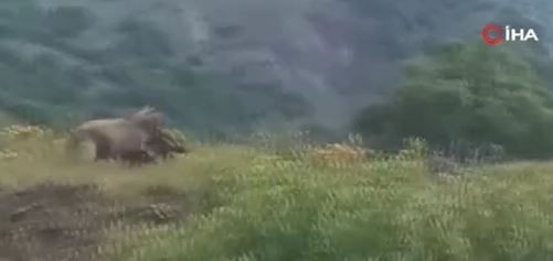 Tunceli'de doğada 1 tane keçiyi fark eden vatandaşlar, aynı yöne bir daha baktı. 1 tane keçinin olduğu yer korkunçtu - Resim: 2