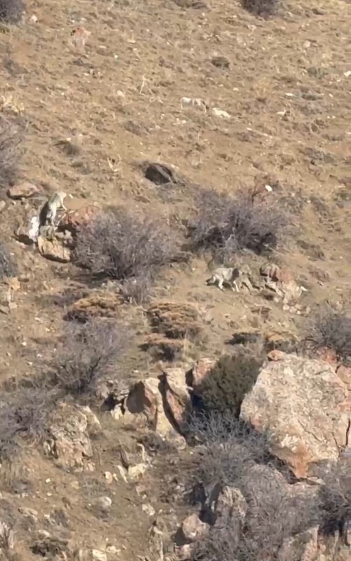 Hakkari'de köyde gezen vatandaş hemen yana yana 2 tanesiyle birden karşılaştı. Vatandaşı gördükleri gibi köyden kaçtılar - Resim: 2