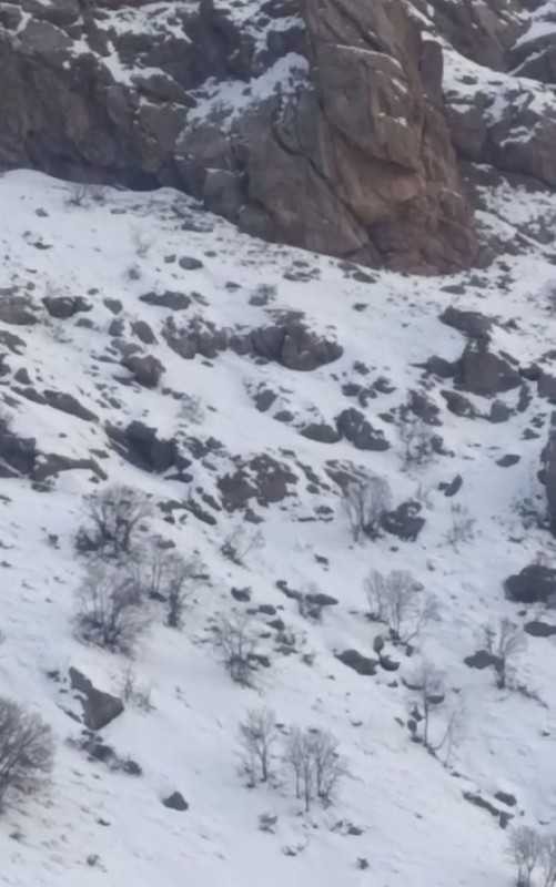 Hakkari Yüksekova-Van karayolunda -14 derecede buz gibi karın üstünde ortaya çıkan müthiş hayvan, sürüsüyle kendisine hayran bıraktı - Resim: 4