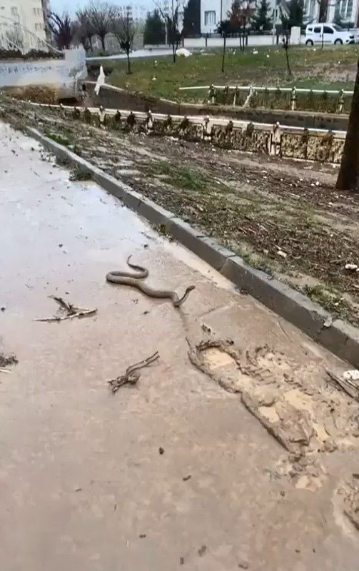 Şanlıurfa'da tedirgin eden görüntü! Sanki kıyamet alameti: Sokakları bastı! - Resim: 1