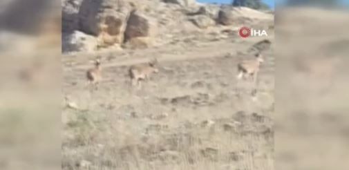 Mardin'de kırsal alanda 3 tanesi yan yana yürürken ortaya çıktı. Onlara dokunmak isteyen 1.000.000'u hazırlasın öyle dokunsun - Resim: 2