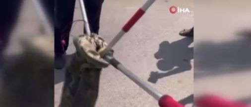 Hatay, Adana, Osmaniye ve Gaziantep'ten sonra Mersin'de de ortaya çıktı. 1,5 metre uzunluğundaydı sündür sündür bitmedi - Resim: 4