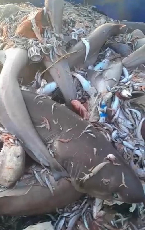 Mersin'de 1,2,3,4,5,6,7,8 tanesi birden balıkçıların ağına takıldı. Balıkçılar 8 tanesini diğer balıkların yanında görünce resmen irkinti yaşadı - Resim: 1