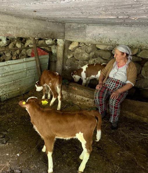 Artvin'de çok sayıda hayvanı olan aile, çiftlikteki ahıra girdiğinde 1 tane ineklerine bakınca hemen yanında tam 4 tanesini gördü. Baktılar 4 tane yine ordaydı - Resim: 3