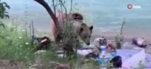 Tunceli’de 2 tane hayvan, anneleriyle birlikte gece yola indi. Onları gören vatandaşlar hiç bakmadan kenardan sıyrıldı - Resim: 3