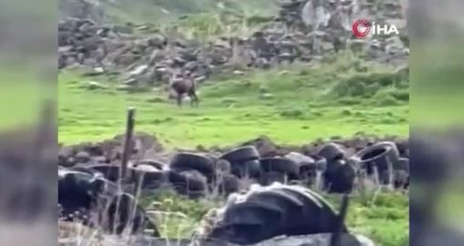 Ardahan’da doğada bu kez sürüyle değil 1 tanesi ortaya çıktı. Ona dokunan 650.000'i hazır etsin - Resim: 4