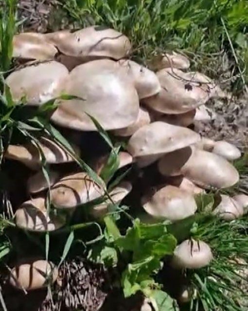 Tunceli'de Munzur Dağı'nda doğa gezisine çıkan vatandaş, tam 62 tanesini bir arada görünce gözlerine inanamadı - Resim: 1