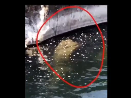 Dünyayı buz kestirip kaynatan sonra tekrar kaynatıp buz kestiren görüntü. Suda kafasını çıkardı, onu gören herkes korkudan saçını başını yoldu - Resim: 6