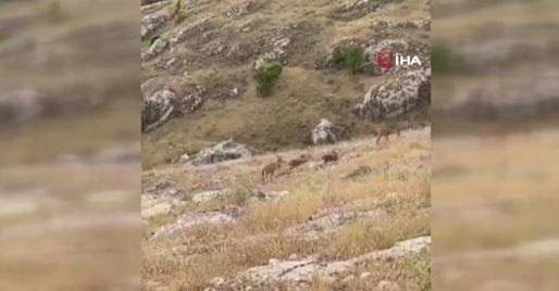 Elazığ'da dağda sürü halde görüldüler. Onlara dokunan 250.000'i bile değil 3 ay ile 6 ay özgürlüğü gözden çıkarsın - Resim: 3
