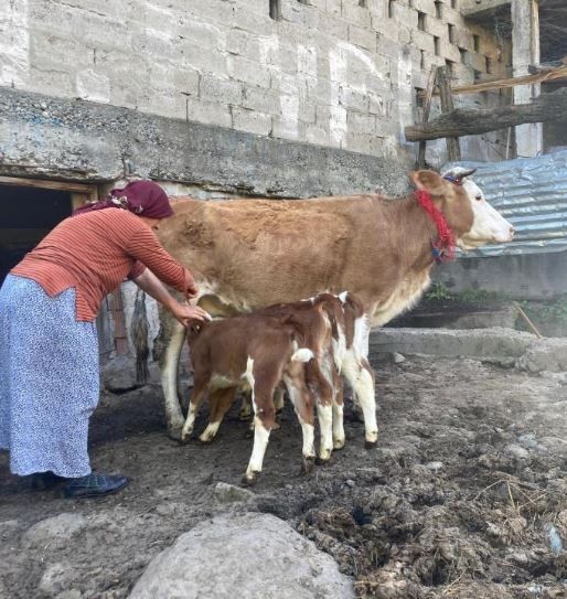 Artvin'de çok sayıda hayvanı olan aile, çiftlikteki ahıra girdiğinde 1 tane ineklerine bakınca hemen yanında tam 4 tanesini gördü. Baktılar 4 tane yine ordaydı - Resim: 5