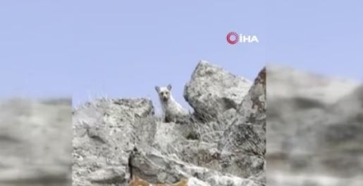Ağrı’da sarp kayalıklarda gezinirken, kafasını 2 kayanın arasından bir anda uzattı. Beyaz tüyleriyle gören herkesi büyüledi - Resim: 4