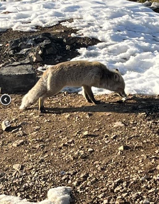 Bitlis'te dağa çıkan 2 arkadaş, karlı havada yanlarına yanaşan aç hayvanı görünce gözlerine inanamadı. O kadar açtı ki sakince insana yaklaşmak zorunda kaldı - Resim: 3