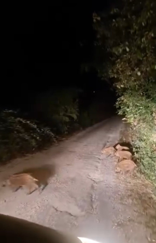 Sinop’ta köy yolunda karşısına çıkan manzara karşısında dondu kaldı! Evlerin önünde 7 tanesi birden yemek arıyordu - Resim: 3