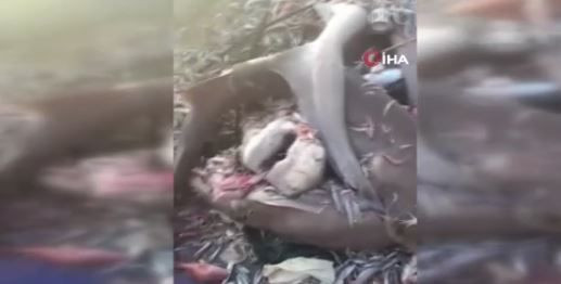 Mersin'de 1,2,3,4,5,6,7,8 tanesi birden balıkçıların ağına takıldı. Balıkçılar 8 tanesini diğer balıkların yanında görünce resmen irkinti yaşadı - Resim: 3