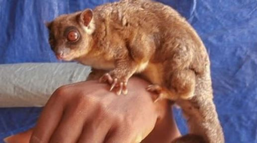 Dünyada yok sanılıyordu, 6.000 yıl sonra ormanın derinliklerinde görüldü - Resim: 13