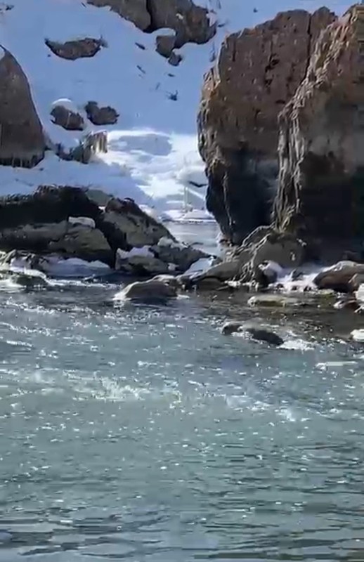 Hakkari'de derenin yanından geçerken ilk kez gördü. Hemen kayıt altına aldı. Koruma altındaki nadir canlı, yıllar sonra yeniden orada ortaya çıktı - Resim: 1