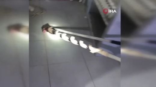 Diyarbakır'da 1,5 metre uzunluğundaki korkunç hayvan, insanların olduğu yerde ortaya çıktı. Şanlıurfa, Gaziantep, Mardin ve Hakkari de çok dikkat - Resim: 2