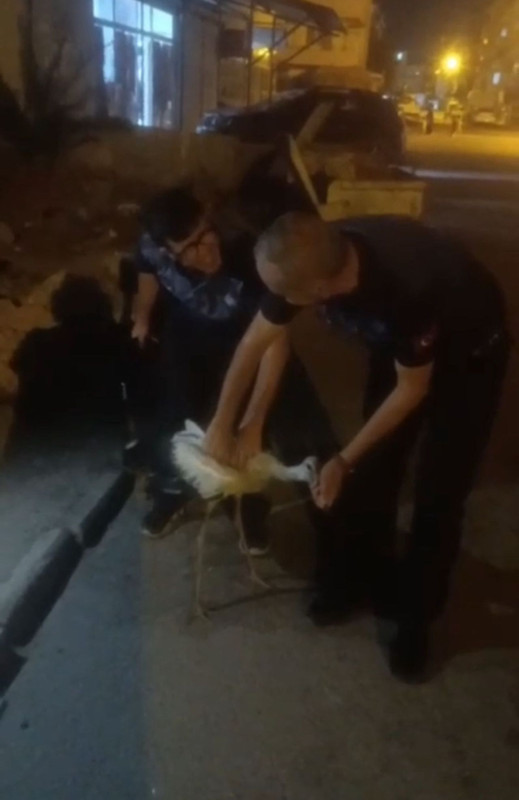 Hatay’da yol kenarında güçsüz halde bulunan canlı ekipler tarafından tedaviye alındı - Resim: 3