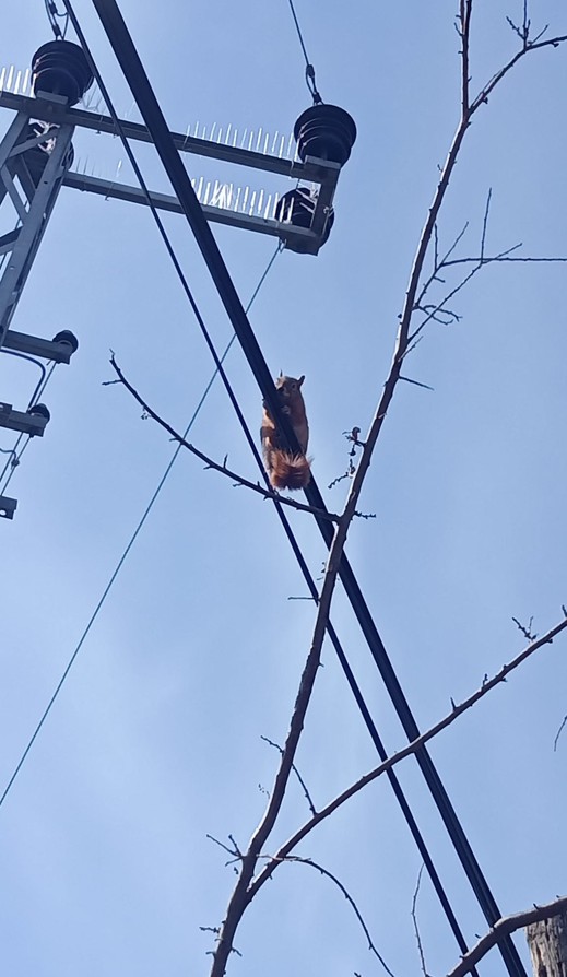 Karabük'te telefon direğindeki tellerde yürürken görüldü. Bir bakan bir daha baktı - Resim : 1