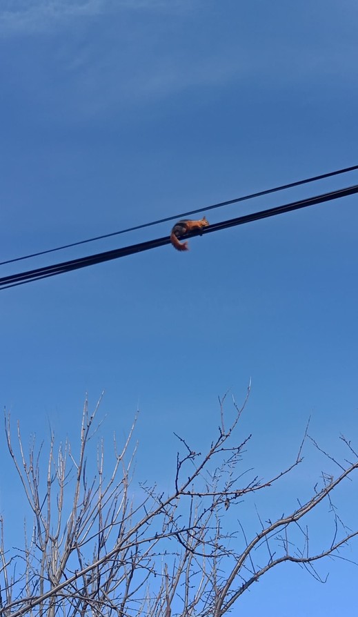 Karabük'te telefon direğindeki tellerde yürürken görüldü. Bir bakan bir daha baktı - Resim : 2