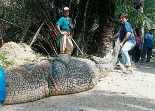 Doğada herkesin ormanda korkulu rüyasıydı... 410 kilogram ağırlığındaki canavar, ekiplerin getirdiği çok sayıda ip sayesinde zapt edilebildi kabus sona erdi - Resim: 3