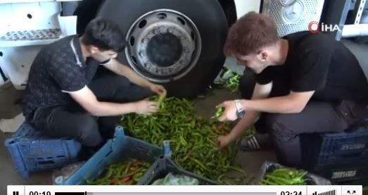 Diyarbakır’da 1000'lercesi teker teker çürüdü... Kasa kasa  1 tonun hepsi çöpe atılacak kontrol etmeye gittiklerinde korkunç manzarayı gördüler - Resim: 3