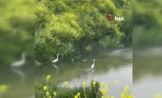 Bursa'da Nilüfer Çayı'nda 2 tanesi ilk kez görüldü! Doğada onları gören vatandaşlar şaştı kaldı daha önce bu 2 hayvan orada hiç görülmemişti - Resim: 4