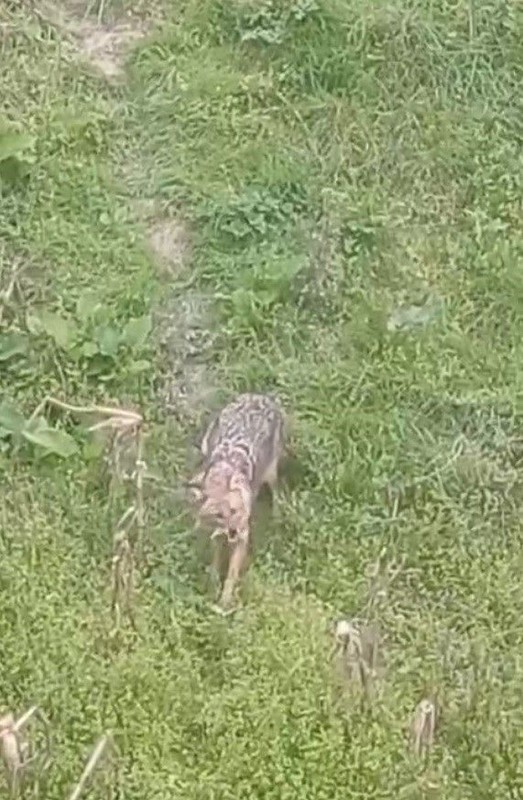 Sinop'tan aslında herkes için endişelendiren bir haber! Vahşi yırtıcı hayvan 1 gün bile aksatmadan gelmeye başladı! Başka çaresi yok - Resim: 3