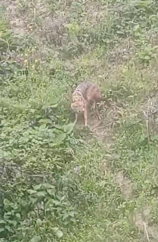 Sinop'tan aslında herkes için endişelendiren bir haber! Vahşi yırtıcı hayvan 1 gün bile aksatmadan gelmeye başladı! Başka çaresi yok - Resim: 2