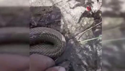 Sivas'ta 3 yıl önce doğada bir olay yaşayan vatandaş, 3 yıl sonra bağda yine aynı olayı yaşadı! O hayvanla ilgili Türkiye'ye uyarı her yerden çıkmaya başladı - Resim: 2