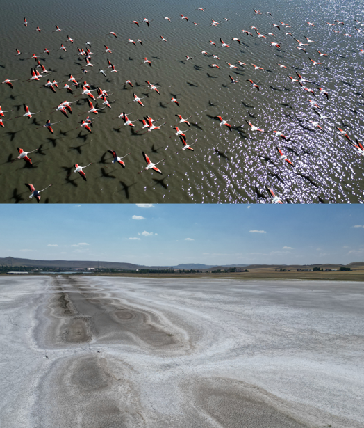 Sivas'ın ulusal öneme sahip gölü yok olma tehlikesinde. Göçmen kuşlar bile orayı terk ediyor - Resim: 7