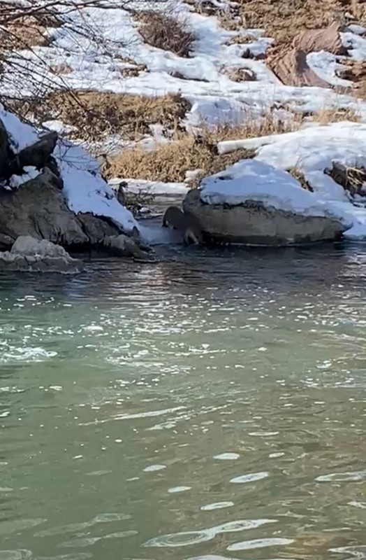Hakkari'de derenin yanından geçerken ilk kez gördü. Hemen kayıt altına aldı. Koruma altındaki nadir canlı, yıllar sonra yeniden orada ortaya çıktı - Resim: 4