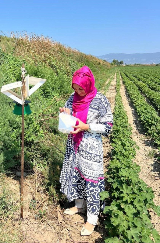 Söke’de pamuk ve ayçiçeği tarlalarında zararlı kontrolü ve çiftçi bilgilendirmesi yapıldı - Resim: 3