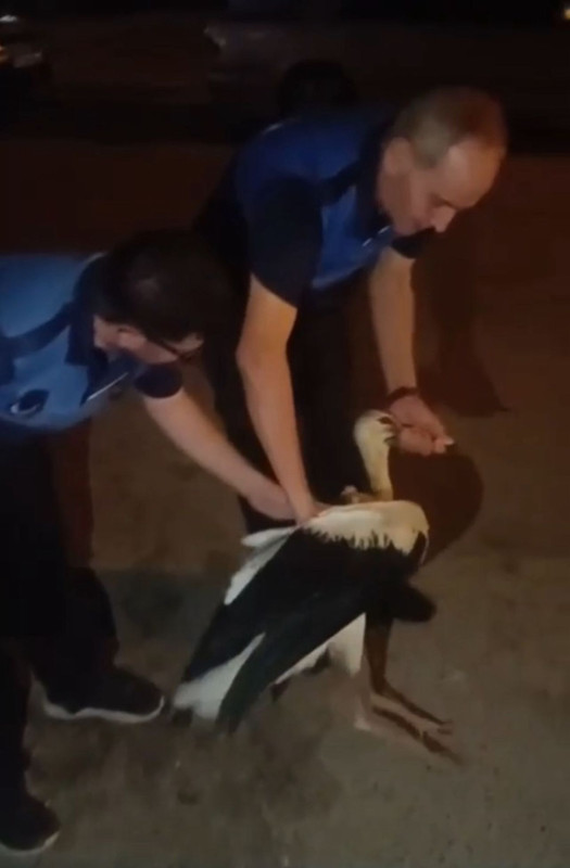 Hatay’da yol kenarında güçsüz halde bulunan canlı ekipler tarafından tedaviye alındı - Resim: 2