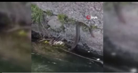 Erzincan’da doğada su kanalında 2 metre uzunluğunda bir anda ortaya çıktı. 2 metrelik hayvana doğru yaklaşan vatandaşlar o detayı hemen fark etti - Resim: 3