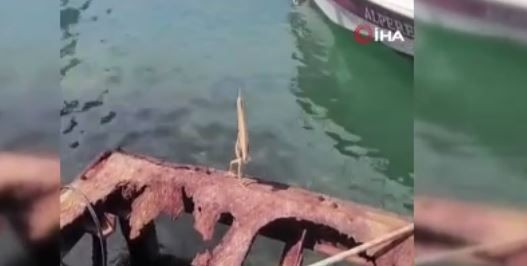 Trabzon'da 1 tane ilk kez böyle bir hayvan gördü... Doğada ona daha önce hiç rastlamamıştı 1 saniye bile beklemeden Türkiye görsün diye çekti - Resim: 4