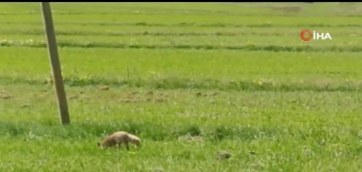 Ardahan'da yırtıcı doğada tek başına ortaya çıktı. Yaptığı hareket dikkat çekti, gerçek yaklaşılınca anlaşıldı - Resim: 3
