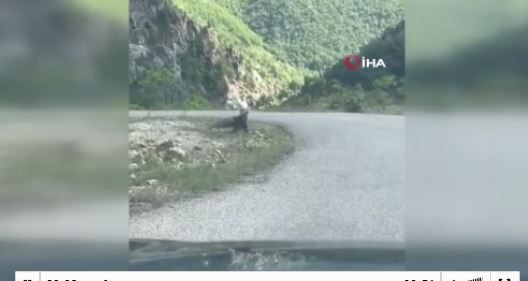 Artvin'de doğada bir anda gökyüzünde belirdi, kanatlarını 3 metre açıp yeryüzüne indi! Topraktaki hayvana ok gibi saplanıp geri havalandı - Resim: 2