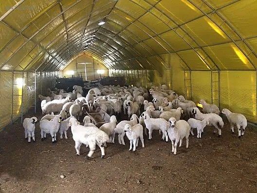 Isparta'da koyun ve keçi sürüleri için büyük tehlike! Çobanlar endişe içinde acil çözüm bekliyor - Resim: 5