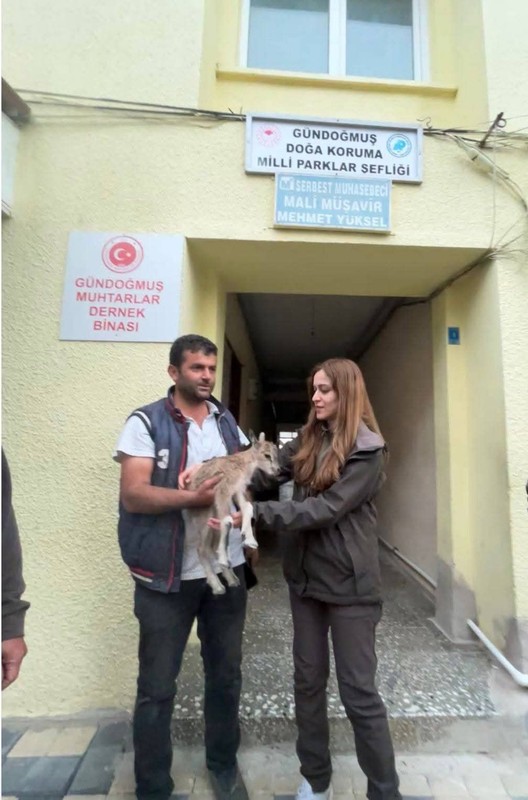 Antalya'da doğada ilerlediği sırada bir anda ağacın kenarında 1 tane keçiyi fark etti. 1 tane keçinin yanına gittiğinde kahreden detayı fark etti - Resim: 3