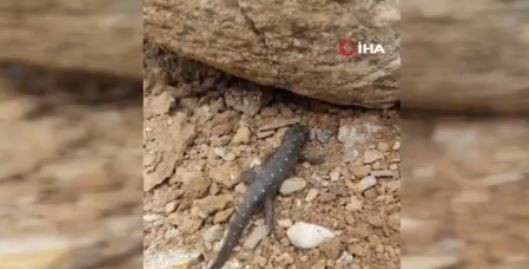 Tunceli'de doğada 10 yıl önce 1 tanesi görülen bir hayvan ilgili şaşırtan gelişme resmen hayrete düşürdü! 10 yıl sonra aynı bölgeye gidince gördüler - Resim: 3