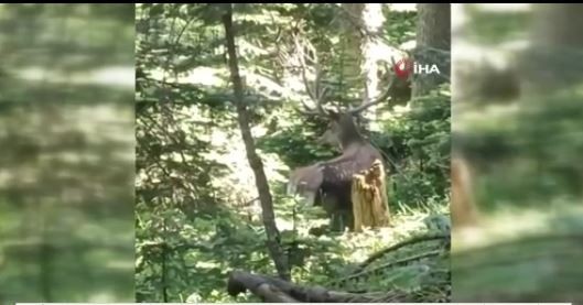 Kastamonu'da 1 tanesi doğanın içinde aniden ortaya çıktı. 1 tane hayvanın üzerindekileri görünce resmen dondu kaldı - Resim: 2