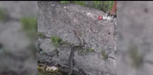 Erzincan’da doğada su kanalında 2 metre uzunluğunda bir anda ortaya çıktı. 2 metrelik hayvana doğru yaklaşan vatandaşlar o detayı hemen fark etti - Resim: 4
