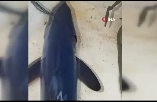 Adana, Hatay, Mersin ve Antalya'da büyük panik başlamıştı! 1'er 2'şer ortaya çıkan devasa hayvan İzmir'i de hatta Marmara'yı bile korkuttu! Onun peşine geliyor - Resim: 4