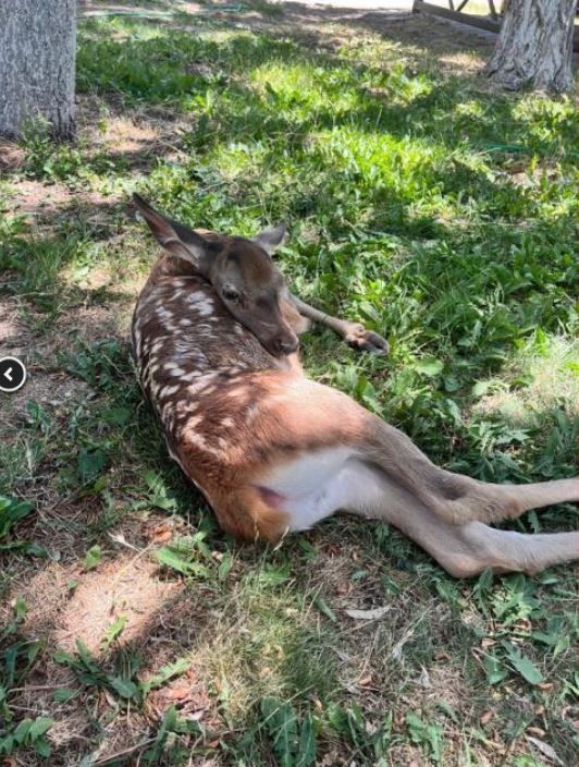 Bolu'da ormanlık alanın içerisinde ekipler 1 tanesini fark etti. 1 tane hayvana doğru bakan ekipler gördükleriyle detayla resmen Türkiye'ye felaket haberi verdi - Resim: 1