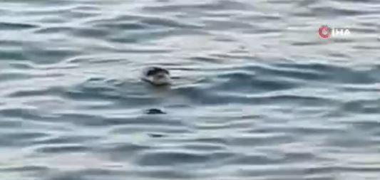 Mersin'de doğada bir anda 1 tanesi ortaya çıktı... Geriye resmen 120 tanesi kalmıştı onlardan 1 tanesi kendisini gösterdi - Resim: 1