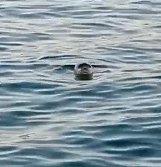 Mersin'de doğada bir anda 1 tanesi ortaya çıktı... Geriye resmen 120 tanesi kalmıştı onlardan 1 tanesi kendisini gösterdi - Resim: 2