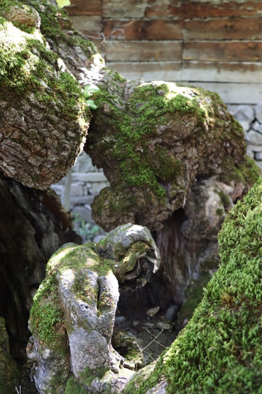 Yüzyıllara direnen dut ağacının gövdesinde belirdi! O figürü görenler dönüp bir daha bakıyor - Resim: 2